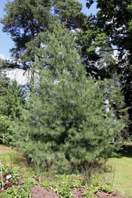 Pinus wallichiana - borovice himalájská - celek